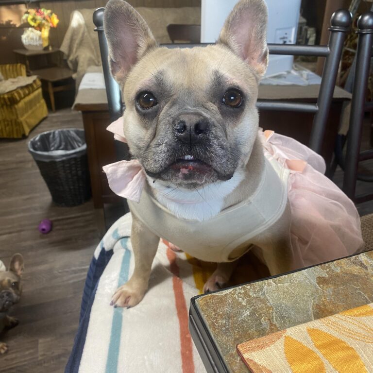 416137727 880341107209953 7327496307440531948 n 768x768